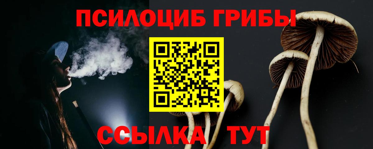 Псилоцибиновые грибы Psilocybe Кандалакша